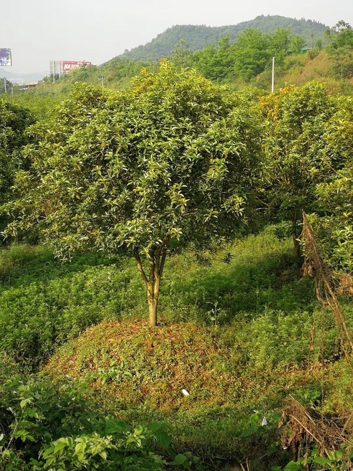 桂花樹(shù)